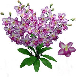 Cymbidium Orchid Bush
